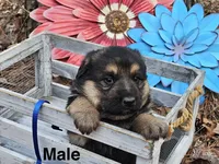 Chunk, a male German Shepherd Dog for sale in Fort Smith, AR – Photo 1 of 2