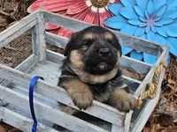 Chunk, a male German Shepherd Dog for sale in Fort Smith, AR – Photo 2 of 2