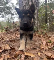 Rex, a male German Shepherd Dog for sale in Fort Smith, AR – 2 of 8