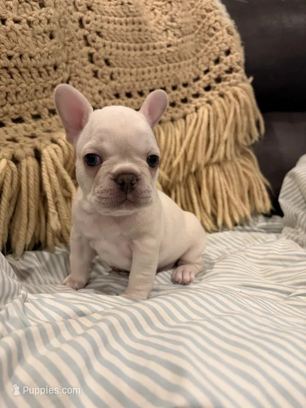 Patty, a female Frenchton for sale in Independence, MO – Photo 1 of 2