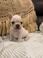 Patty, a female Frenchton for sale in Independence, MO – Photo 1 of 2