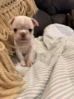 Sally, a female Frenchton for sale in Independence, MO – Photo 2 of 5