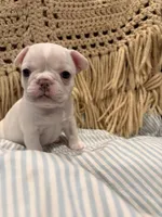 Sally, a female Frenchton for sale in Independence, MO – Photo 3 of 5