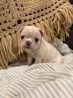 Sally, a female Frenchton for sale in Independence, MO – Photo 4 of 5