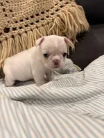 Sally, a female Frenchton for sale in Independence, MO – Photo 1 of 5