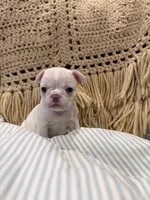 Sally, a female Frenchton for sale in Independence, MO – Photo 5 of 5