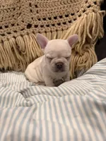 Snoopy aka “Snoop”, a male Frenchton for sale in Independence, MO – Photo 2 of 5