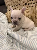 Snoopy aka “Snoop”, a male Frenchton for sale in Independence, MO – Photo 3 of 5