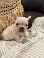 Snoopy aka “Snoop”, a male Frenchton for sale in Independence, MO – Photo 1 of 5