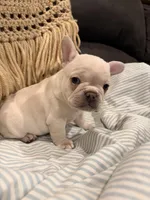 Snoopy aka “Snoop”, a male Frenchton for sale in Independence, MO – Photo 4 of 5