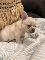 Snoopy aka “Snoop”, a male Frenchton for sale in Independence, MO – Photo 5 of 5