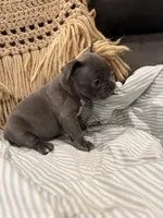 Lucy, a female Frenchton for sale in Independence, MO – Photo 3 of 3