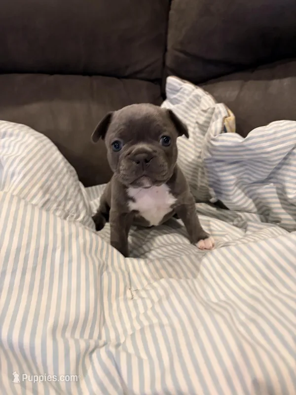 Lucy, a female Frenchton for sale in Independence, MO – Photo 1 of 3