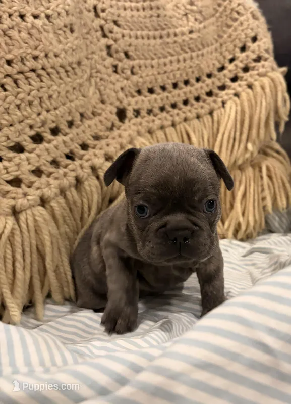 Charlie, a male Frenchton for sale in Independence, MO – Photo 1 of 2