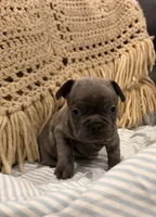 Charlie, a male Frenchton for sale in Independence, MO – Photo 1 of 2