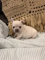 Marcie, a female Frenchton for sale in Independence, MO – Photo 2 of 3