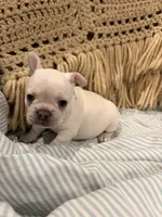 Marcie, a female Frenchton for sale in Independence, MO – Photo 3 of 3