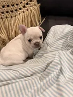 Marcie, a female Frenchton for sale in Independence, MO – Photo 1 of 3