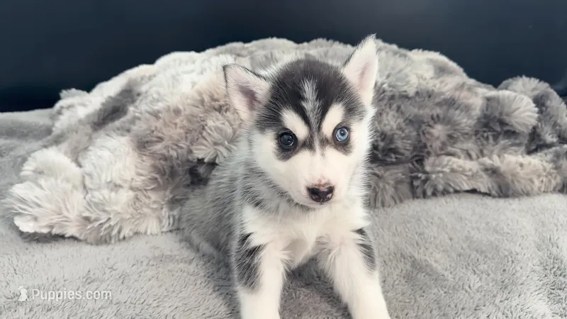 Milo – Siberian Husky puppy for sale in Westfield, MA