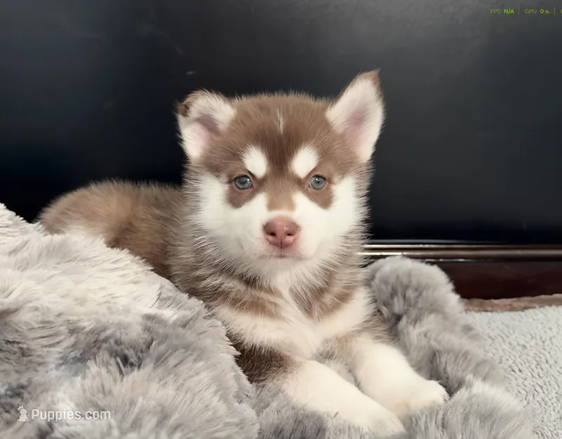 Maple – American Eskimo, Siberian Husky puppy for sale in Westfield, MA