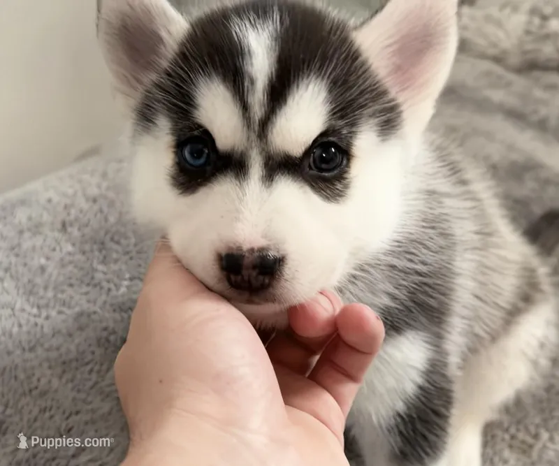 Rex – American Eskimo, Siberian Husky puppy for sale in Westfield, MA
