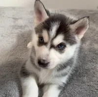 Sky, a female American Eskimo and Siberian Husky for sale in Westfield, MA – Photo 2 of 3