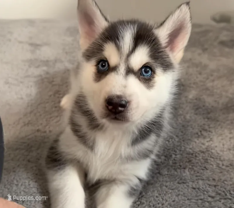Sky – American Eskimo, Siberian Husky puppy for sale in Westfield, MA