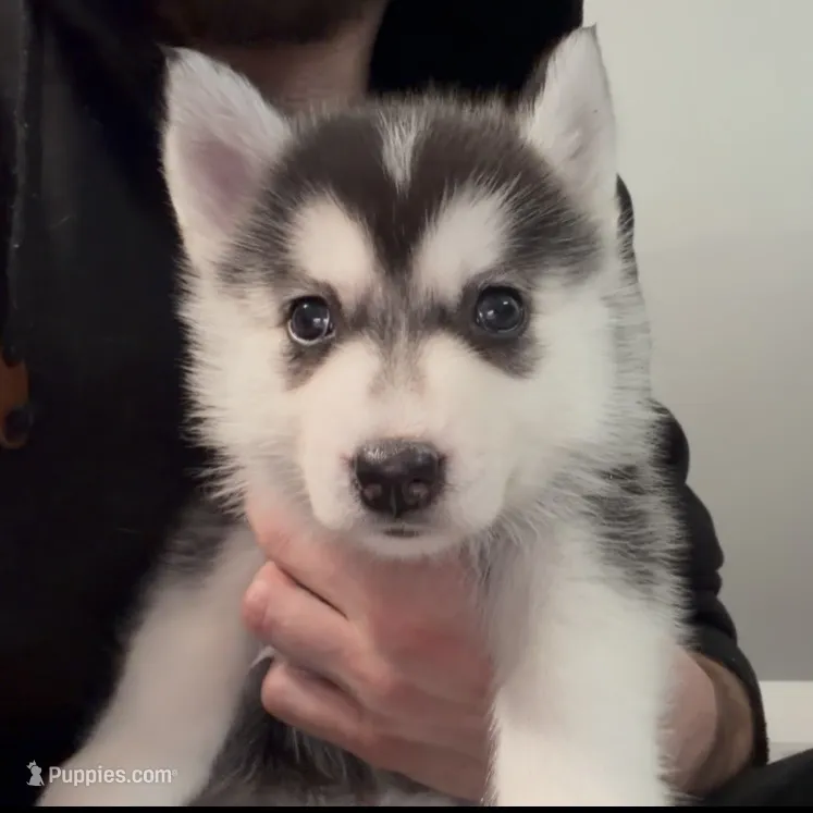 Benji  – American Eskimo, Siberian Husky puppy for sale in Westfield, MA
