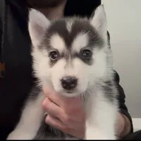 Benji , a male American Eskimo and Siberian Husky for sale in Westfield, MA – 1 of 2