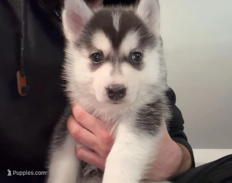 Benji – American Eskimo, Siberian Husky puppy for sale in Westfield, MA