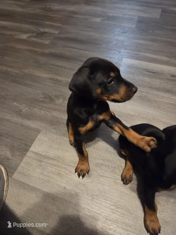 Spunky – Doberman Pinscher puppy for sale in Hastings, FL