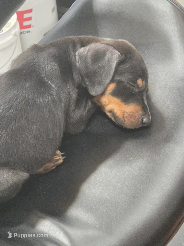 Bella – Doberman Pinscher puppy for sale in Hastings, FL