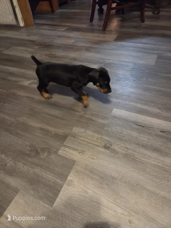 Scar – Doberman Pinscher puppy for sale in Hastings, FL