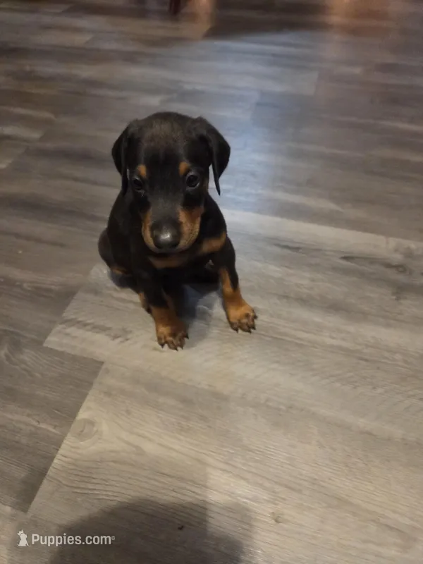 Luna – Doberman Pinscher puppy for sale in Hastings, FL