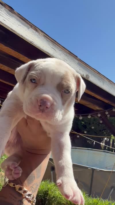 Ozzy, a male American Pit Bull Terrier for sale in Rosemead, CA – 3 of 3