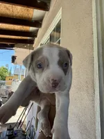 Ozzy, a male American Pit Bull Terrier for sale in Rosemead, CA – 2 of 3