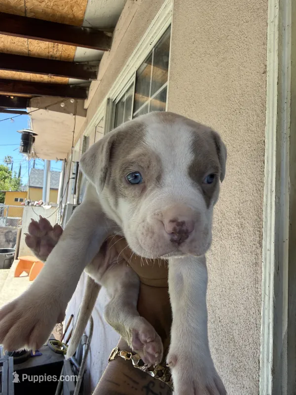 Ozzy – American Pit Bull Terrier puppy for sale in Rosemead, CA