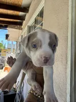 Ozzy, a male American Pit Bull Terrier for sale in Rosemead, CA – 1 of 3