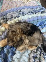 Puppy Two, a female Miniature Schnauzer for sale in Grand Junction, CO – 6 of 7