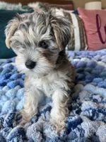 Puppy Four , a female Miniature Schnauzer for sale in Grand Junction, CO – 6 of 7