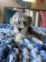 Puppy One, a female Miniature Schnauzer for sale in Grand Junction, CO – 4 of 7