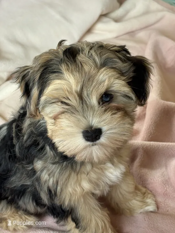 Miniature Schnauzer Female – Miniature Schnauzer puppy for sale in Grand Junction, CO