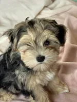 Miniature Schnauzer Female, a female Miniature Schnauzer for sale in Grand Junction, CO – 1 of 10