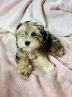 Miniature Schnauzer Female, a female Miniature Schnauzer for sale in Grand Junction, CO – 4 of 10