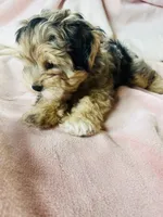 Miniature Schnauzer Female, a female Miniature Schnauzer for sale in Grand Junction, CO – 7 of 10