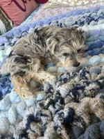 Puppy Four , a female Miniature Schnauzer for sale in Grand Junction, CO – 7 of 7