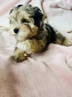 Miniature Schnauzer Female, a female Miniature Schnauzer for sale in Grand Junction, CO – 9 of 10