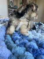 Puppy Two, a female Miniature Schnauzer for sale in Grand Junction, CO – 4 of 7