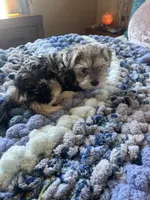 Puppy One, a female Miniature Schnauzer for sale in Grand Junction, CO – 7 of 7