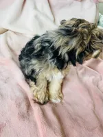 Miniature Schnauzer Female, a female Miniature Schnauzer for sale in Grand Junction, CO – 6 of 10